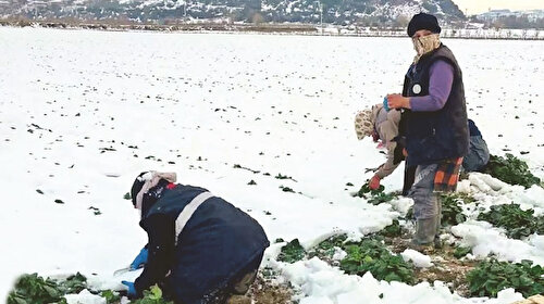 Kar yağışı tarımda kuraklık riskini azaltacak: Buğday beyaz örtüyle çimlendi