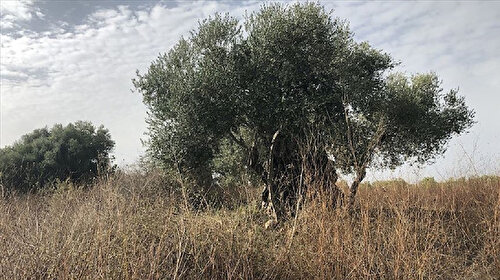 Bakanlıktan 'Zeytinliklerden sonra sit alanları da ranta açılıyor' haberlerine yalanlama