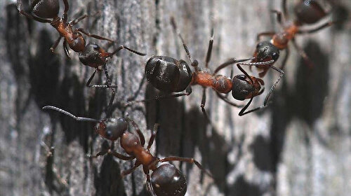 Bilim insanları araştırdı: Karıncalar kanserli hücreleri koklayarak ayırt edebiliyor