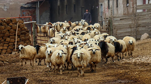 Küçükbaş hayvancılıkta kredi üst limiti 25 milyon liraya çıkarıldı