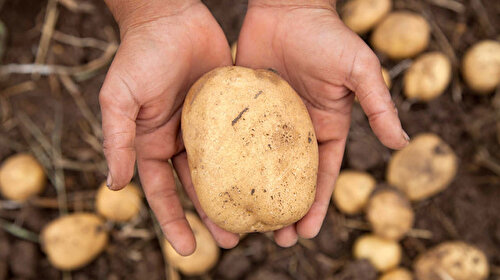 Tarım ve Orman Bakanlığı açıkladı: 26 ilde patates karantinası uygulanıyor