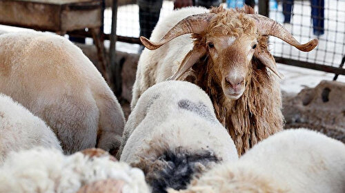 Vuslat Derneği 20 ülkede kurban kesimi yapacak: Derneğin kurban kesim bedeli belli oldu