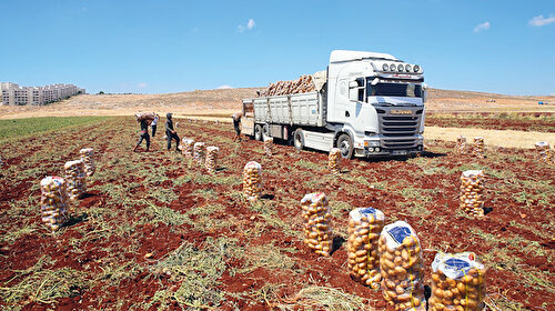 Patates ve soğanda planlama iyi yapılmalı