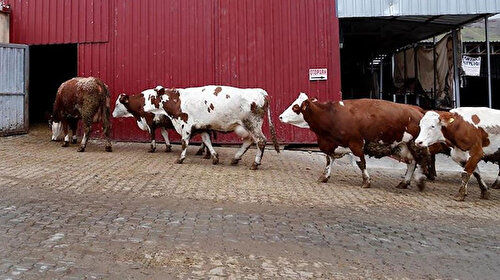 TZOB Başkanı'ndan 'damızlıklar kesime gidiyor' uyarısı