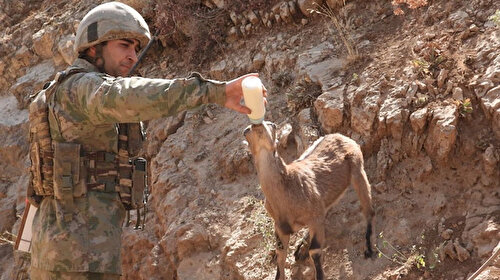 Hakkari'de Mehmetçiğin sahip çıktığı yaralı dağ keçisine tedavi