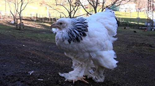 Süs tavukları Ankara’da podyuma çıkacak