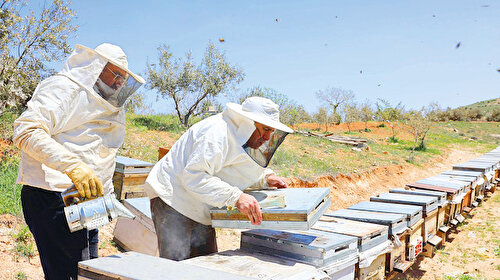 Balda arıcı değil aracı kazanıyor