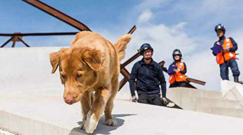 Türkiye'nin en hassas burunlu arama kurtarma köpekleri Sakarya'da belirleniyor