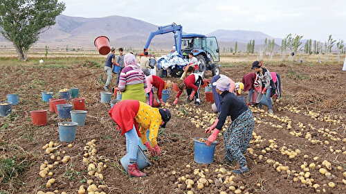 Patates bereketi: Üretim bol depolar dolu