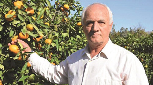 Satsuma'da altın yıl: Rekolte de kalite de yüksek