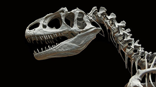 Dinozor türü 'Spinosaurus' hem karada hem de suda yaşamış olabilir