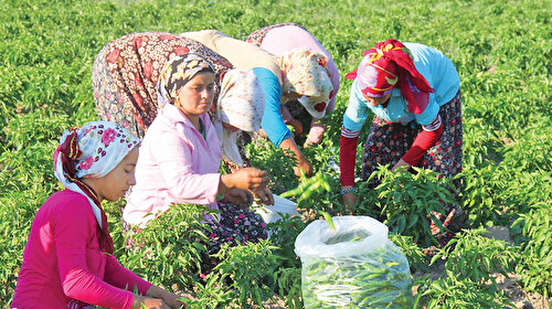 Tarım sigortası artık daha ucuz