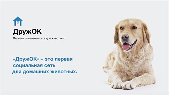 Rusya'da köpeklere özel 'Facebook' çıkıyor