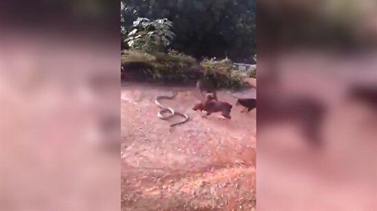 Çoban köpekleri ve dev yılanın mücadesi