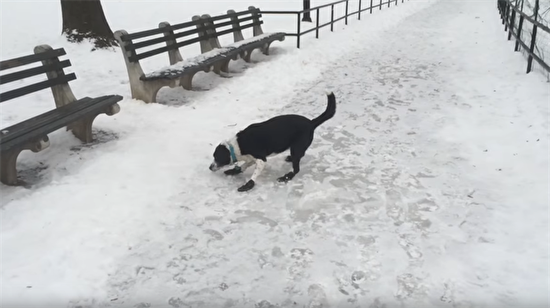 Köpeğine gülen adamın sonu!