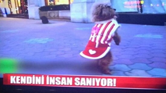 Twitter’da eski sevgilisine gider üstüne gider yapan canı yanmış 15 kişi