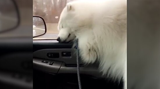 Kafayı nereye koysam uyurum diyen köpek