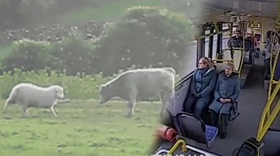 Sürpriz sonlarıyla kahkaha garantili 9 kısa video