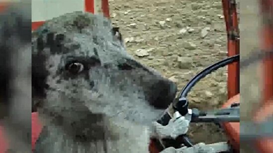 Traktörle tarla süren köpek sosyal medyayı salladı