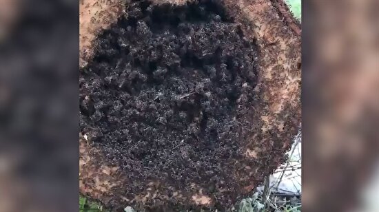 Ağaç kovuğundan şelale gibi akan karıncalar görenleri şaşırttı