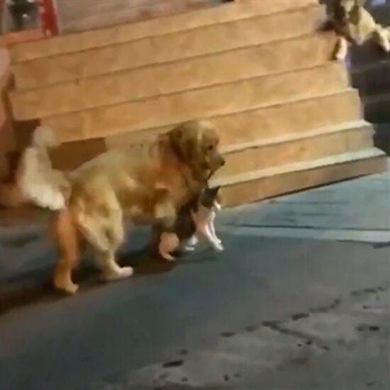 Kedilerin kavgasını ayıran golden gibi golden!