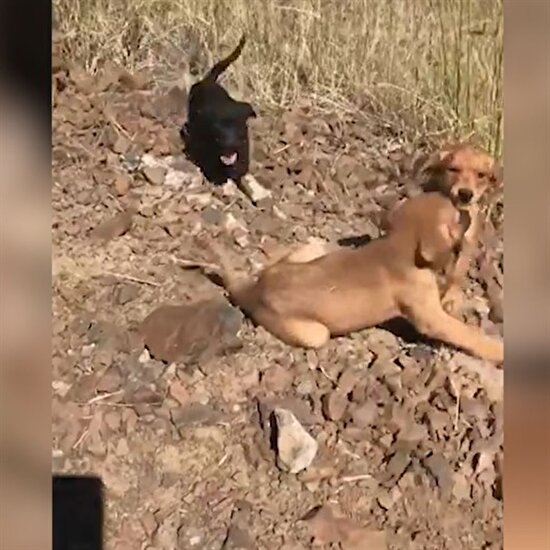 Açlıktan ölmek üzere olan 7 yavru köpeğin kurtarılışı