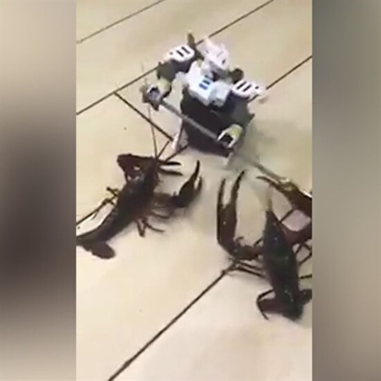 Star Wars robotu ıstakozlara karşı!