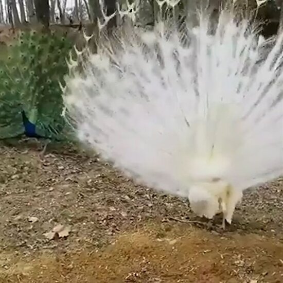 Nadir bulunan beyaz tavuskuşu böyle şov yaptı