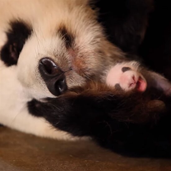 İkiz yavrusu olduğunun farkına varmayan anne panda