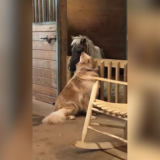 Terkedilmiş atın golden retriever ile olan bağı duygulandırdı