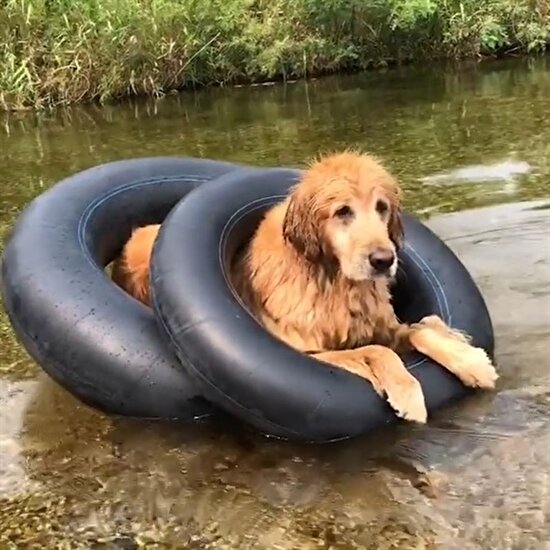 Geniş güvenlik önlemleri alıp suya giren köpek