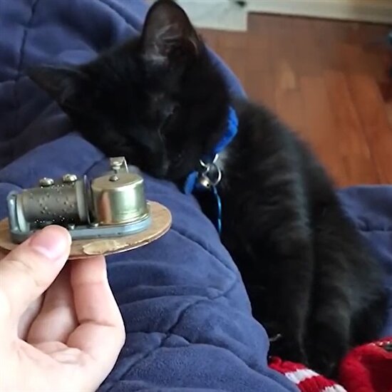 Müzik kutusuyla uyuyan sevimli siyah kedi
