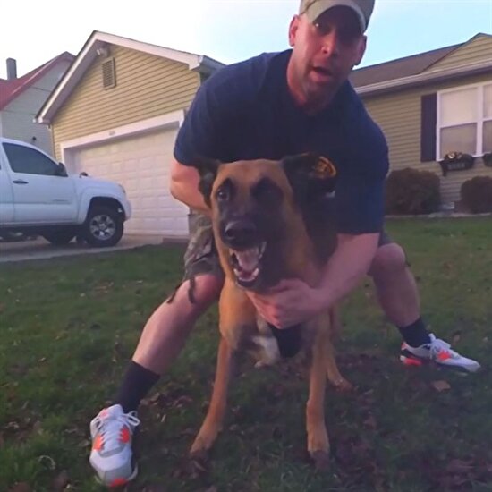 K9 Malinois cinsi köpek saldırı modunda!