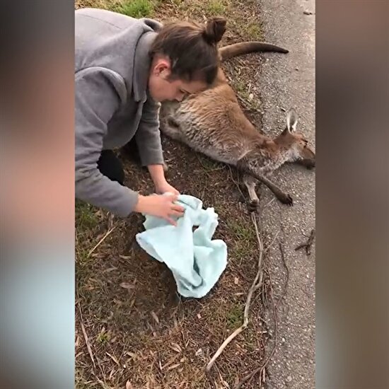 Trafik kazasında ölen kangurunun kesesinden çıkan bebek