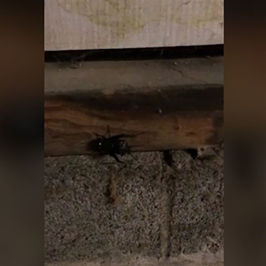 Cırcır böceğinin sesini ağır çekimle kaydetti