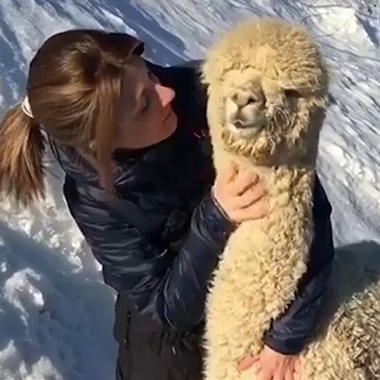 Dağ lamasına sarılan kadın o anları böyle paylaştı