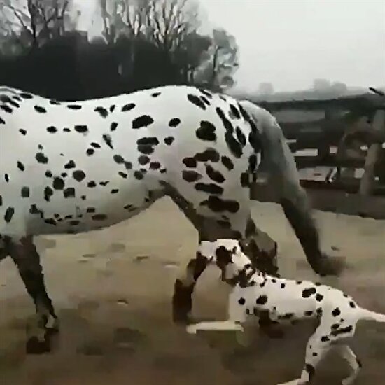 Kendini at zanneden dalmaçyalı köpek