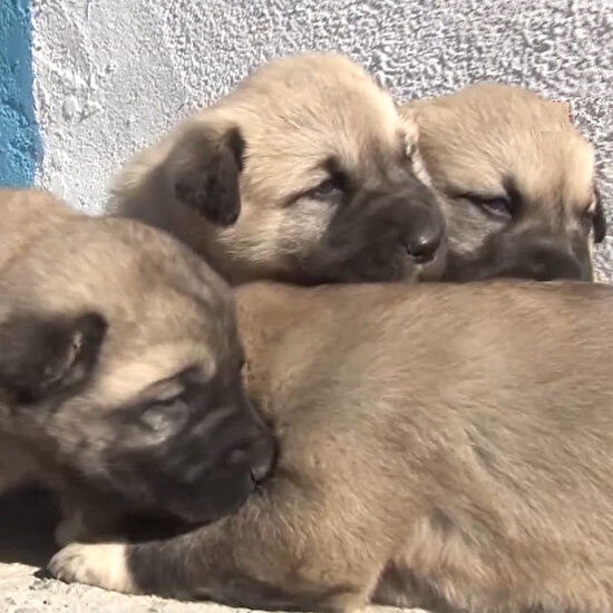 Kangal köpekleri için 7 milyon liralık tesis