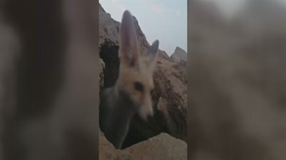 Eğlendikleri tilki öyle bir oyun oynadı ki…
