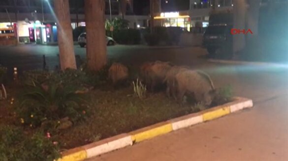 Aç kalan domuz sürüsü şehre indi