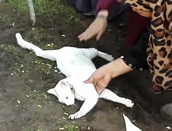 Sahibinin mezarını kazmaya çalışan kedi