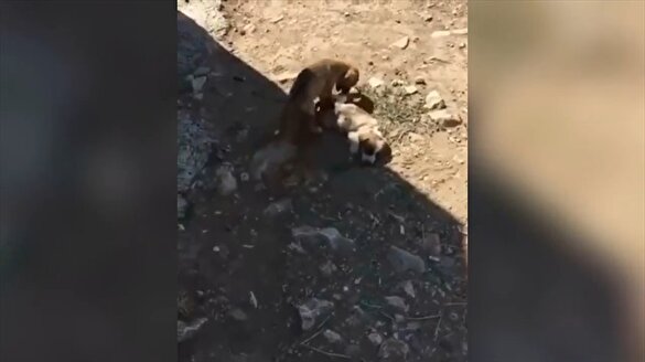 CHP'li Menemen Belediyesi için skandal iddia!