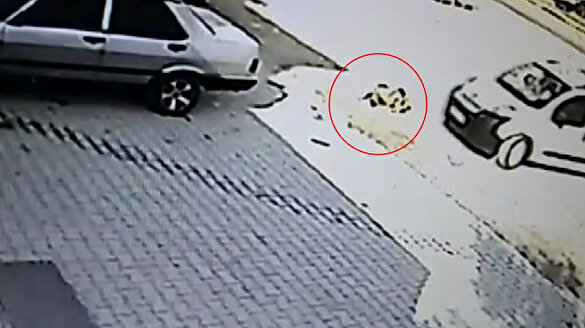 Köpeği yavrusuyla birlikte ezip kaçan cani