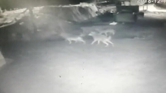 Aç kurtlar köye inip köpekleri parçaladı