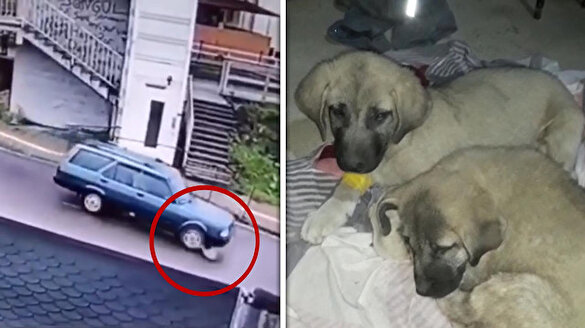 Yavru köpeği ezip kaçan sürücü yakalandı
