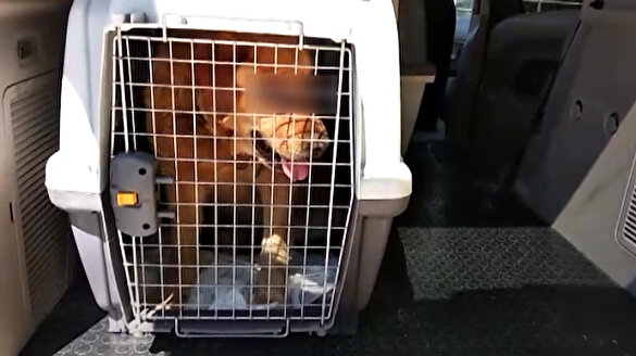 İki gözü oyulmuş 'Golden' cinsi köpek bulundu