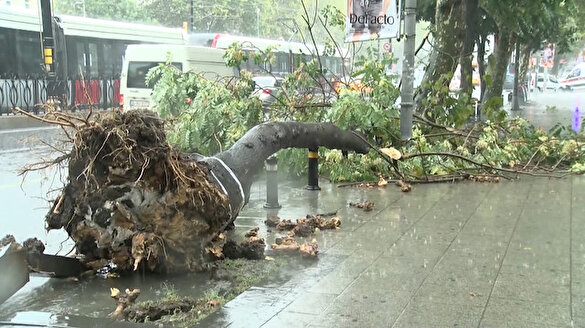 İstanbul'da sağanak yağış ağaçları devirdi