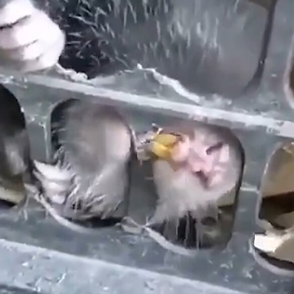 Yemeğe katılan böcek ilacı 9 kişilik aileyi hastanelik etti Yeni Şafak