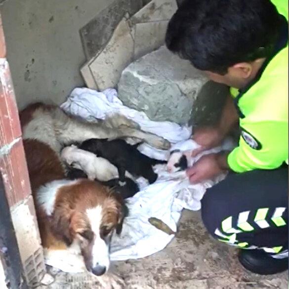 Yağmurda ıslanan köpek ve yavrularına polis şefkati