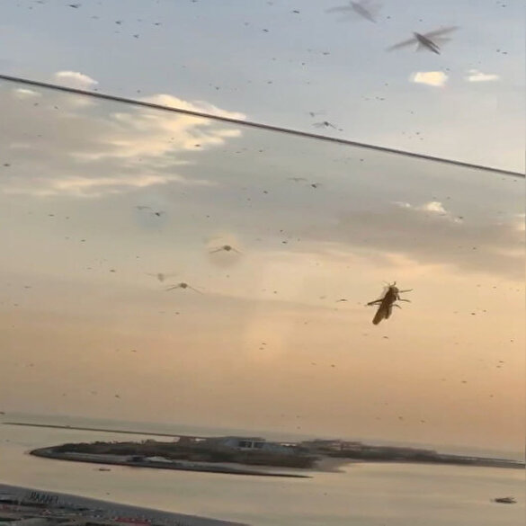 Çekirge sürüleri Dubai'yi istila etti